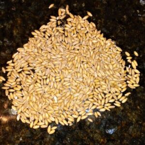 Traditional Spelt Grain