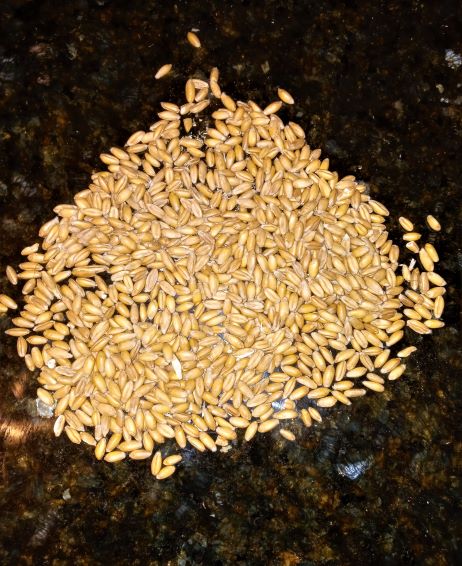 Traditional Spelt Grain